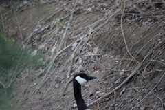 Branta canadensis