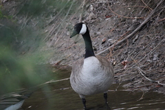 Branta canadensis