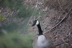 Branta canadensis