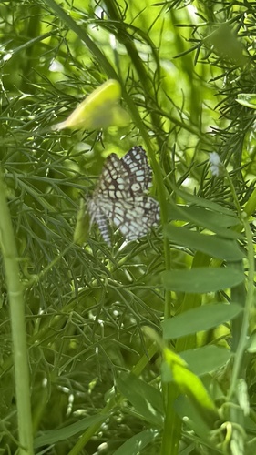 Latticed Heath