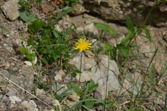 Taraxacum nivale