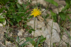 Taraxacum nivale