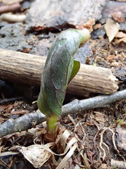 Trillium grandiflorum