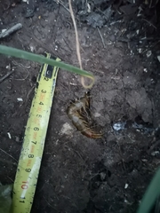 Scolopendra cingulata