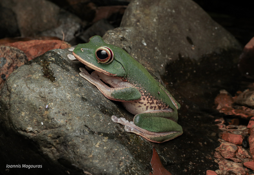 Boophis masoala