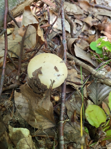 Amanita junquillea — (c) Matthew Rozanoff, some rights reserved (CC BY)