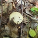 Amanita gemmata (Amanita gemmata)