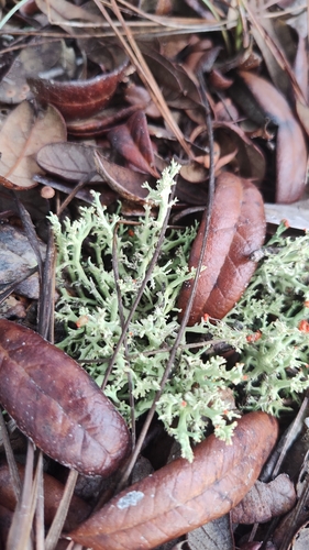 Jester Lichen