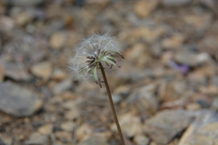 Taraxacum nivale