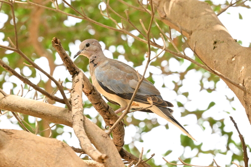 Laughing Dove
