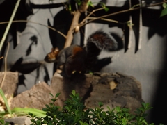 Sciurus aureogaster