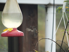 Selasphorus flammula