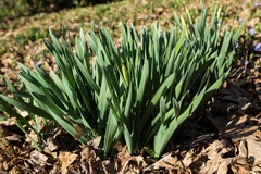 Narcissus pseudonarcissus
