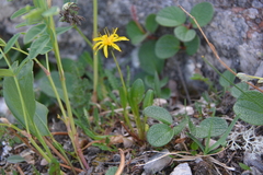 Taraxacum nivale