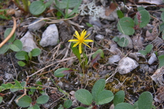Taraxacum nivale