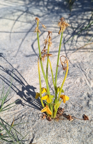 Bermuda buttercup