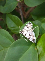 Conchylodes salamisalis