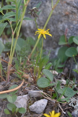 Taraxacum nivale