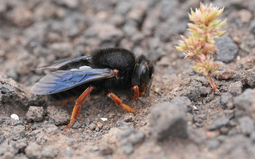 Megachile fuerteventurae