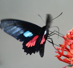 Parides neophilus