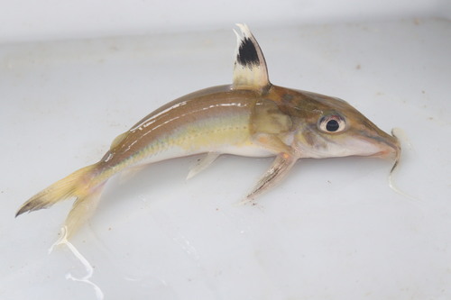 Orestes' doornmeerval (Hassar orestis) — Doradidae — 2