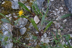 Taraxacum nivale