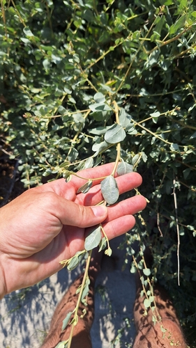 Mediterranean Saltbush