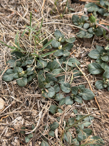 Alternanthera caracasana, photograph 2