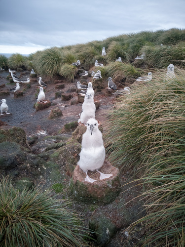 Black-browed Albatross, photo 9 of 9