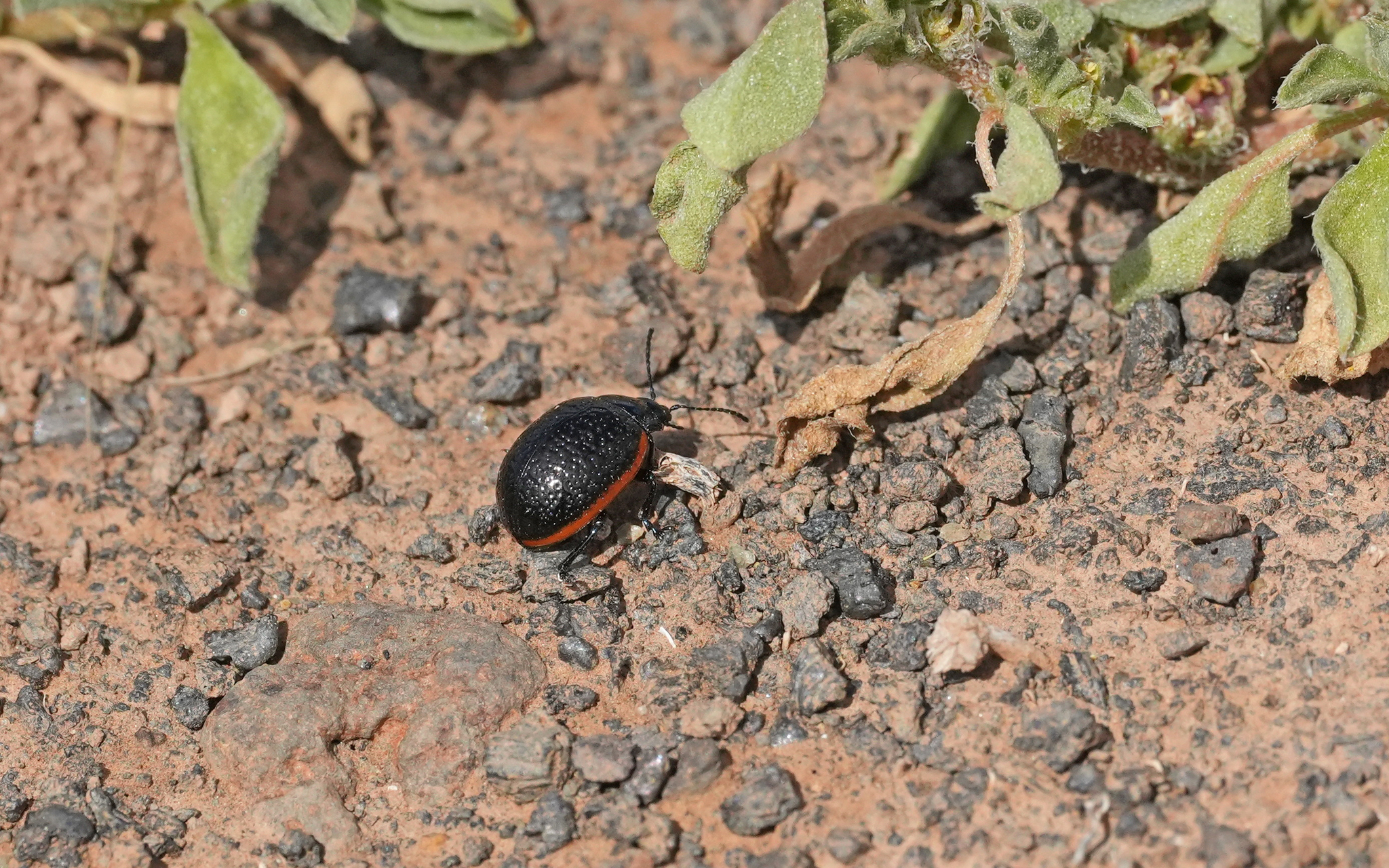 Chrysolina lucidicollis