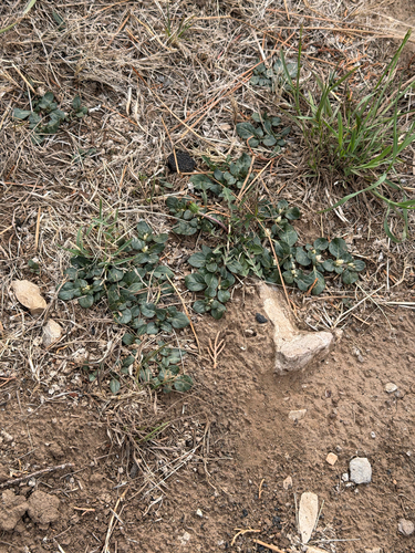 Alternanthera caracasana, photograph 3