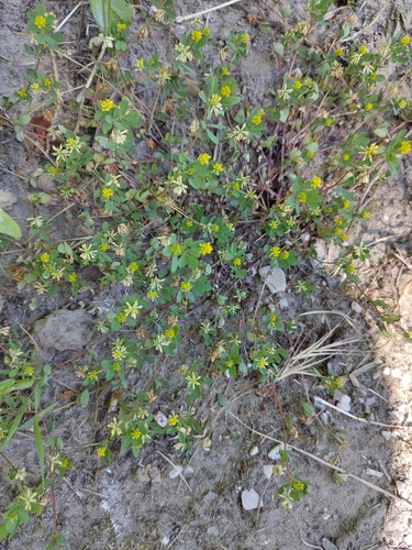 Lesser hop trefoil
