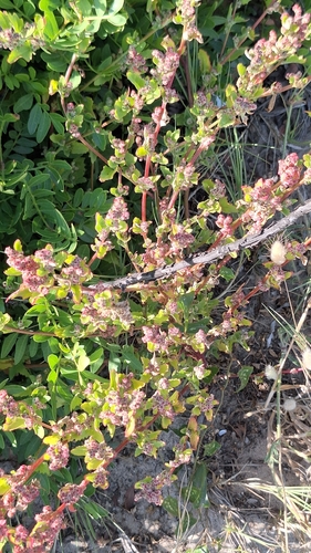 nettle-leaved goosefoot