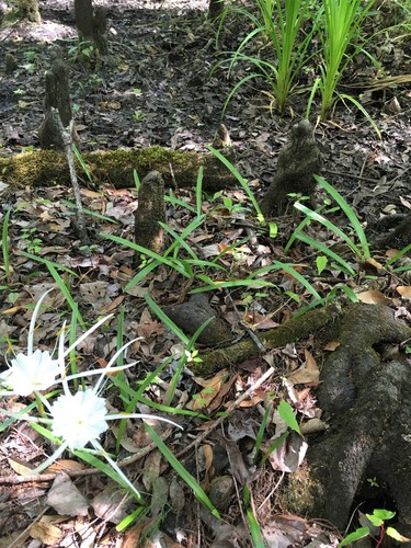 Hymenocallis duvalensis image