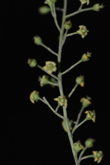 Celastrus paniculatus