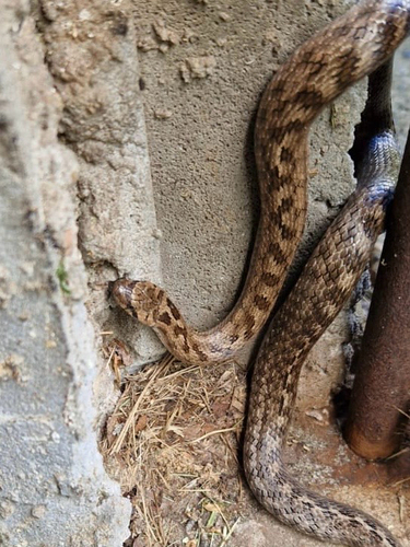 Southern Smooth Snake