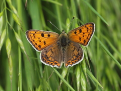Lycaena bleusei