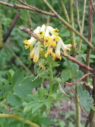 Corydalis nobilis, photograph 3