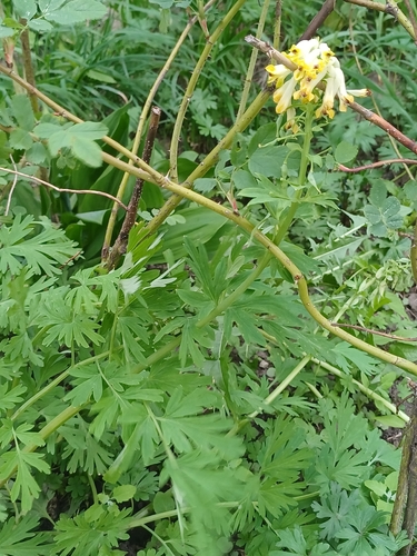 Corydalis nobilis, photograph 4