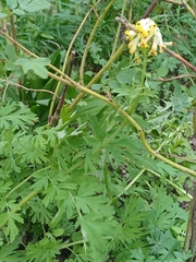 Corydalis nobilis, photograph (c) open_a_ir, some rights reserved (CC BY)