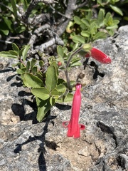 Penstemon baccharifolius, photograph (c) Ian McFaul, some rights reserved (CC BY)