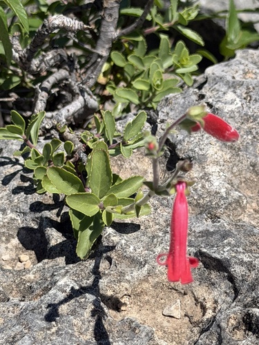 Penstemon baccharifolius, photograph 3