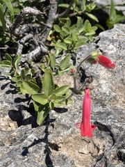 Penstemon baccharifolius, photograph (c) Ian McFaul, some rights reserved (CC BY)