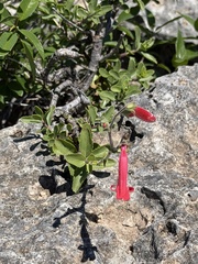 Penstemon baccharifolius, photograph (c) Ian McFaul, some rights reserved (CC BY)