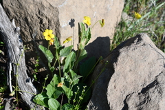 Viola purpurea quercetorum
