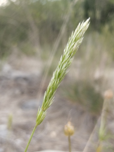 Koeleria vallesiana, 2026-05-28