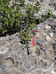 Penstemon baccharifolius, photograph (c) Ian McFaul, some rights reserved (CC BY)
