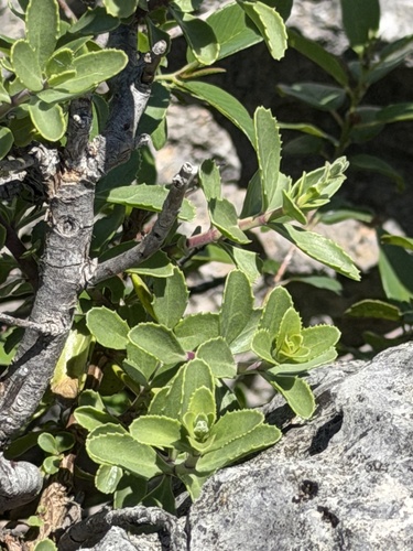 Penstemon baccharifolius, photograph 6