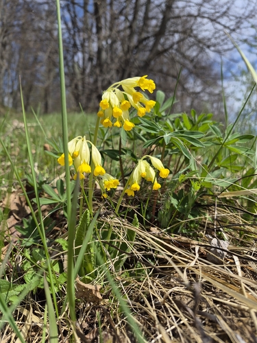 Cowslip