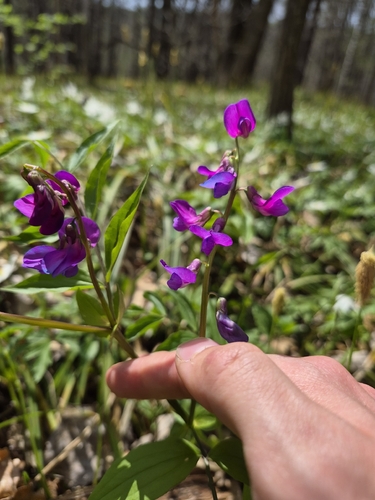 spring vetch